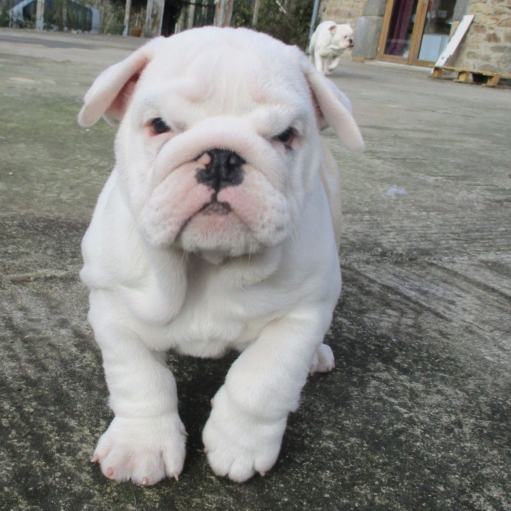 chiot Bulldog Anglais Snowbulls