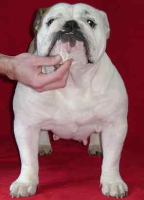 Hihibull's Cute chubby charlie