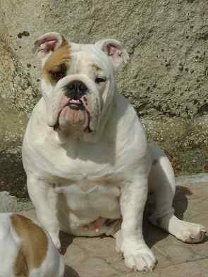 Snowbulls Frivolous frog