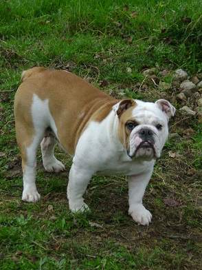Metakisbulls I'am Frida