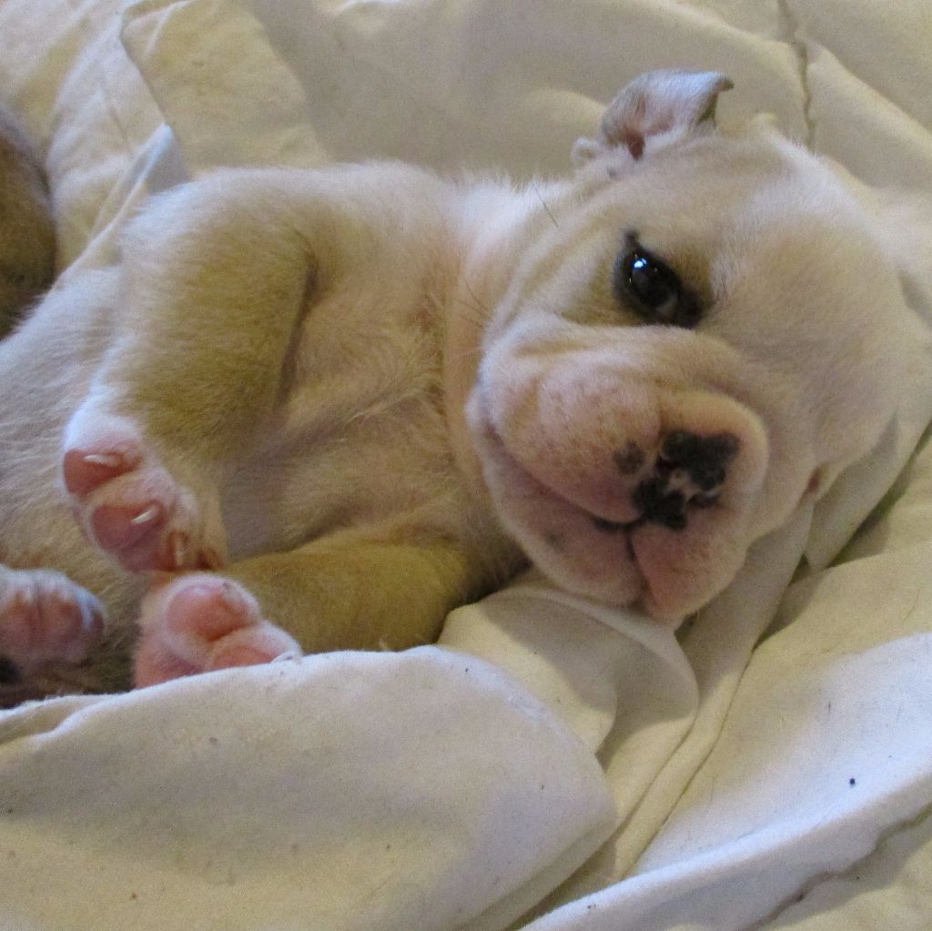 chiots bulldogs anglais disponibles